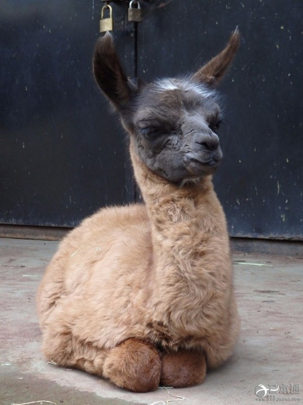 川崎市梦见崎动物园公布羊驼宝宝新命名