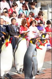 长崎水族馆举办成人式  企鹅送祝福