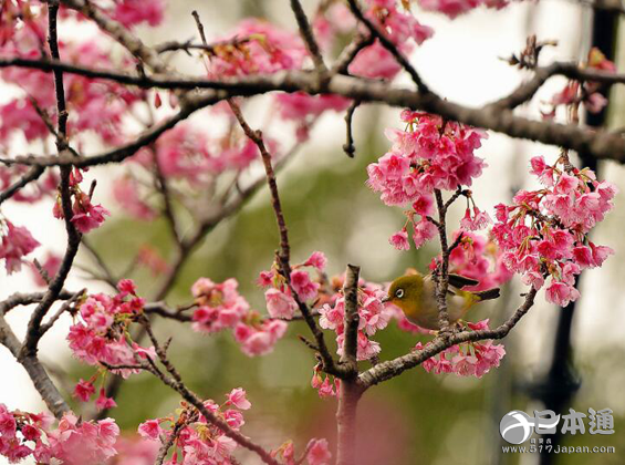 日本冲绳县本部町迎来今年最早的樱花盛开