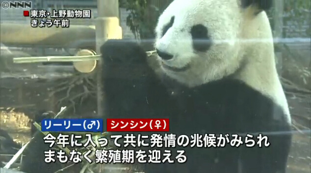 日本上野动物园开始准备大熊猫自然繁殖