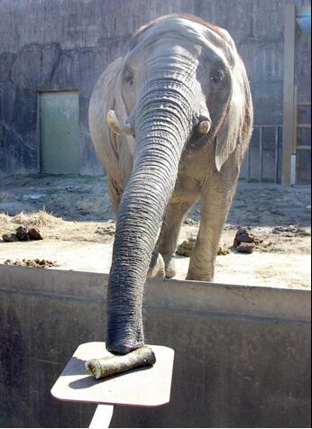 日本动物园为大象制作苹果香蕉惠方卷