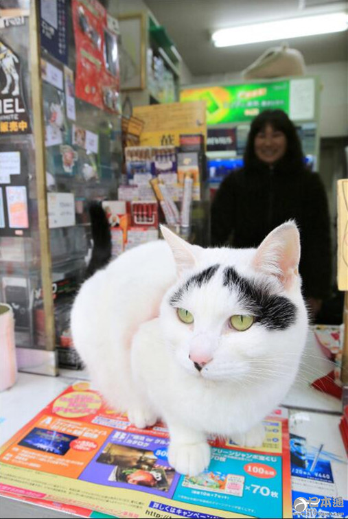 日本看店猫能招福 超萌八字眉人气高