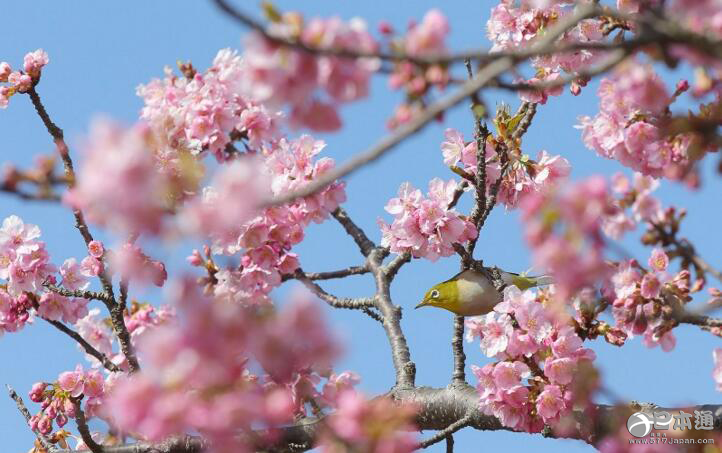 静冈县伊豆半岛的8000株河津樱花树盛开