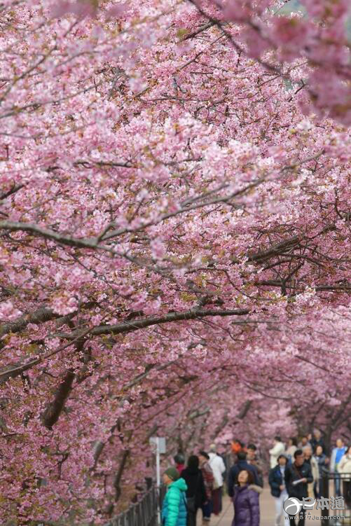 静冈县伊豆半岛的8000株河津樱花树盛开