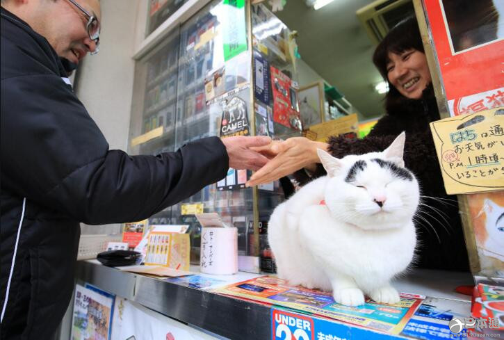 日本看店猫能招福 超萌八字眉人气高
