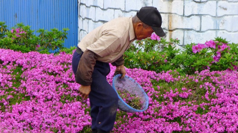 日本老人为失明妻子种出一片花海