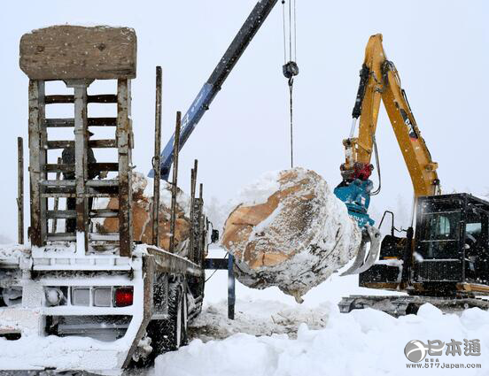 长期被游客踩踏农田 导致北海道著名景观树被