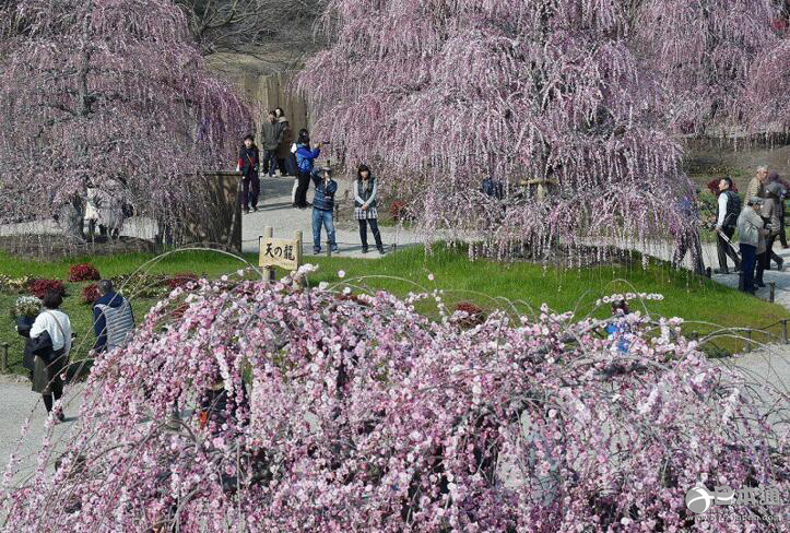 三重县铃鹿市森林庭园 垂枝梅盛开如同粉色的巨龙