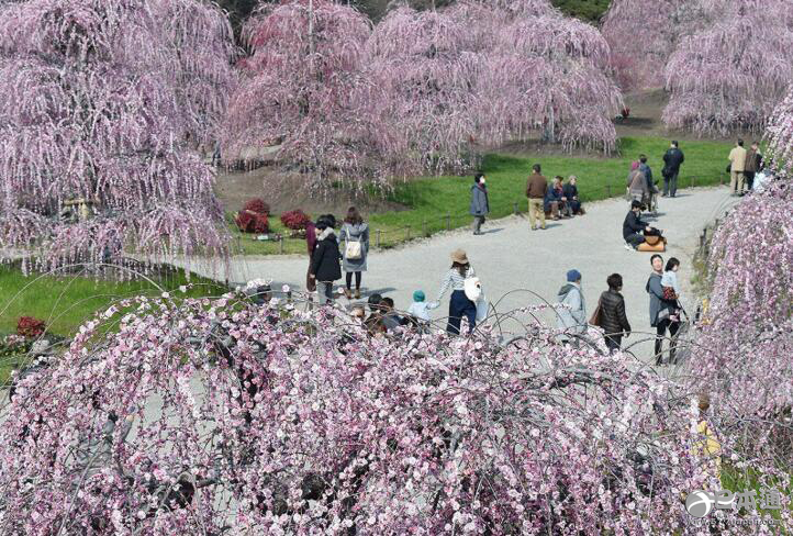 三重县铃鹿市森林庭园 垂枝梅盛开如同粉色的