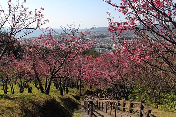 日本旅游樱花季·盘点冲绳的樱花名所