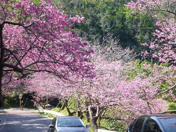日本旅游樱花季·盘点冲绳的樱花名所