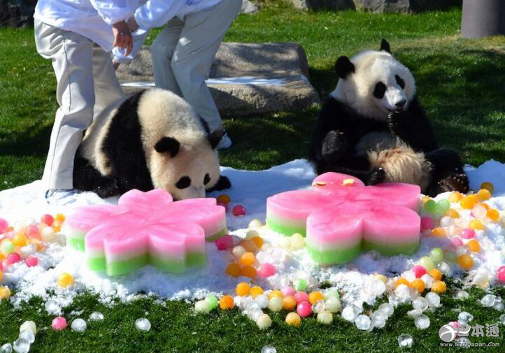 日本动物园在女儿节喂熊猫吃彩色刨冰