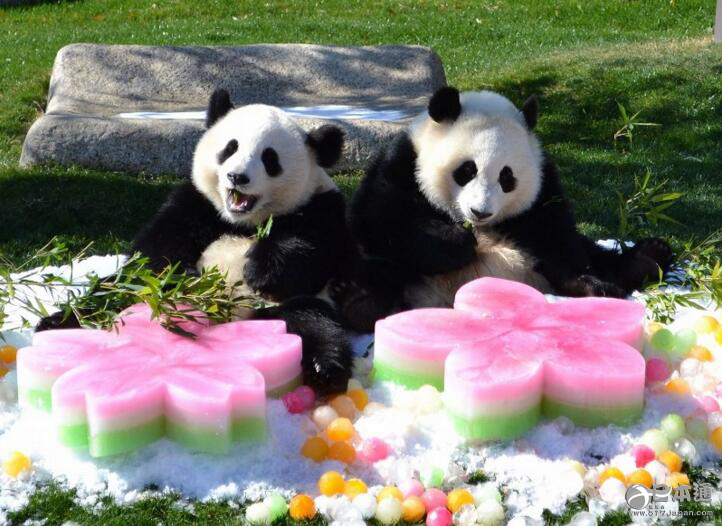 日本动物园在女儿节喂熊猫吃彩色刨冰-日本新