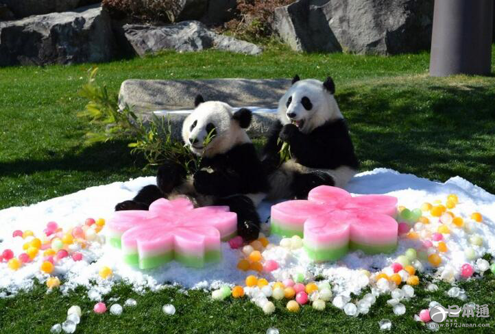日本动物园在女儿节喂熊猫吃彩色刨冰