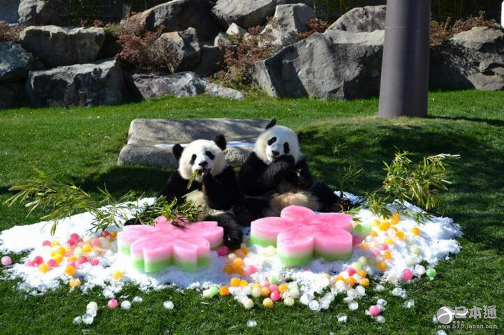 日本动物园在女儿节喂熊猫吃彩色刨冰-日本新闻_日本资讯_日本报道_日本通