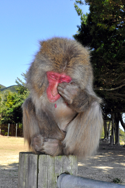 春季来临日本猴子患花粉症痛苦不堪