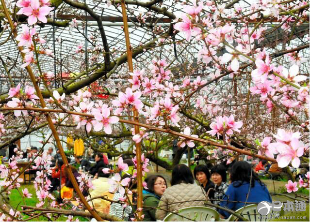 日本佐贺市温室栽培桃花迎来花期