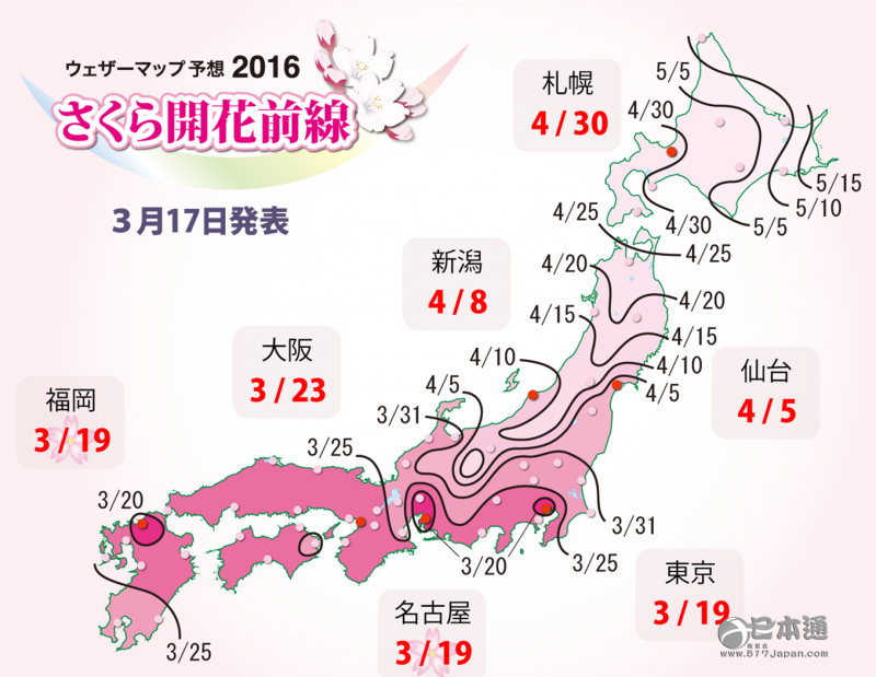 日本公布最新樱花花期预测 今年樱花或早开
