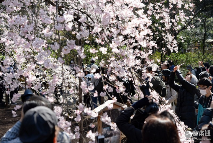 春意盎然 东京六义园垂枝樱花绽放