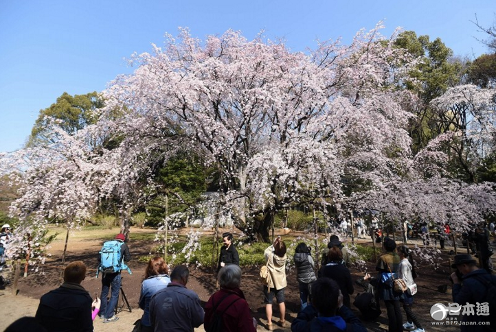 春意盎然 东京六义园垂枝樱花绽放