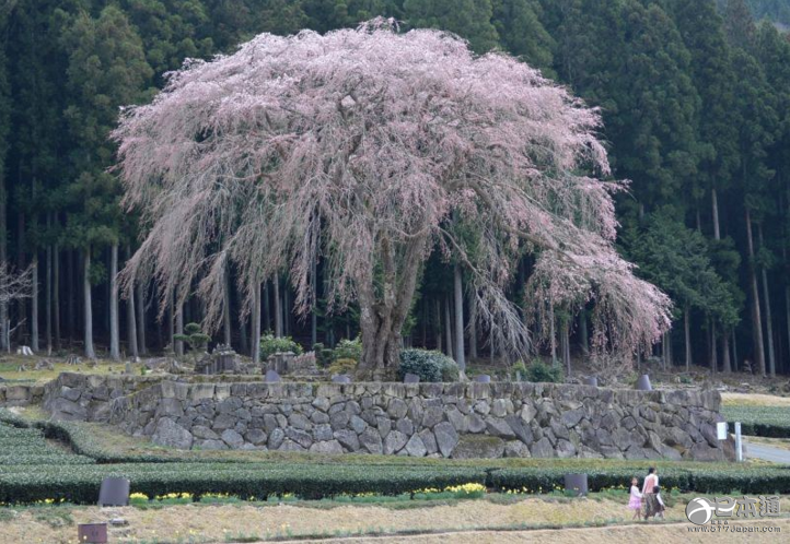 唯美岐阜县水户野垂枝樱花开启夜间照明-日本