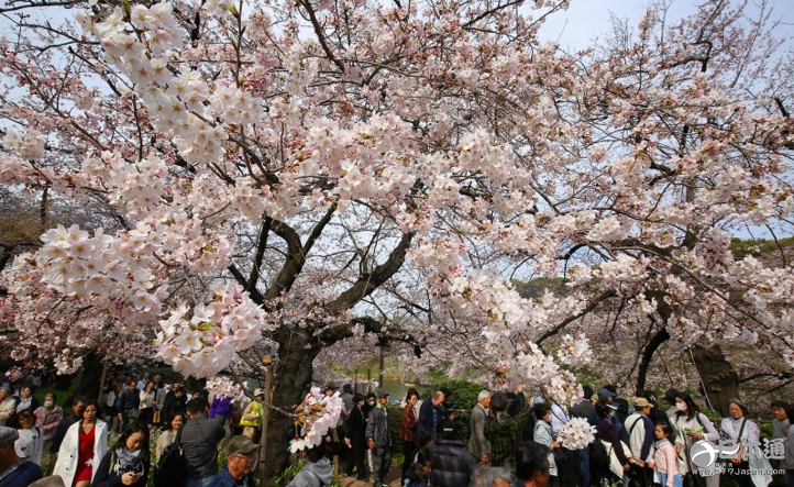 东京都的樱花正式进入满开期