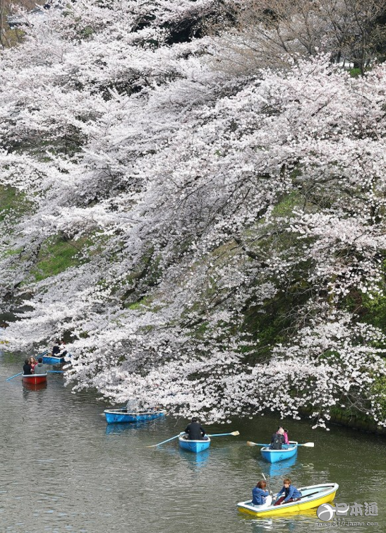 东京都的樱花正式进入满开期