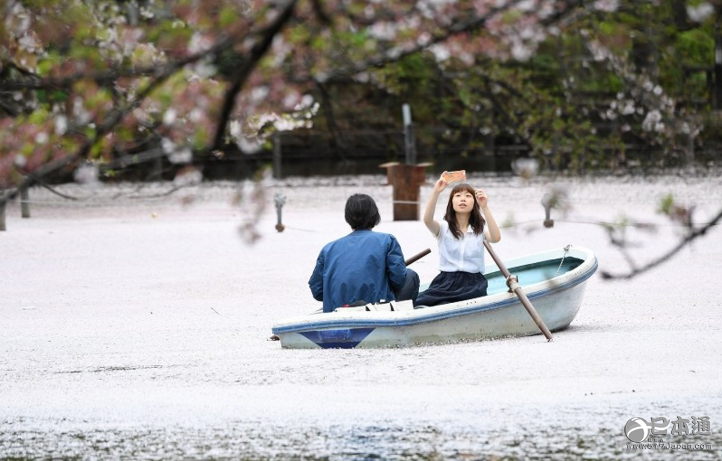 东京井之头恩赐公园 樱花瓣漂浮在河面上