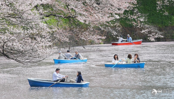 东京井之头恩赐公园 樱花瓣漂浮在河面上