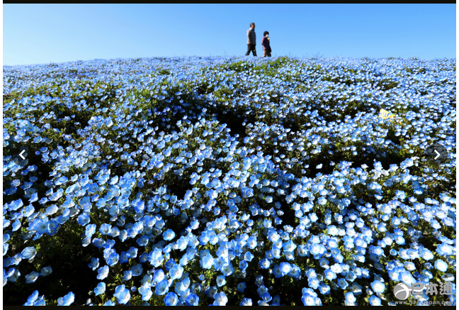 450万朵淡蓝色花朵绽放 茨城迎来门氏喜林草花期