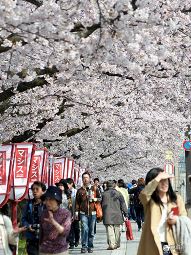 樱花季大热！3月访日外国游客人数创单月新高