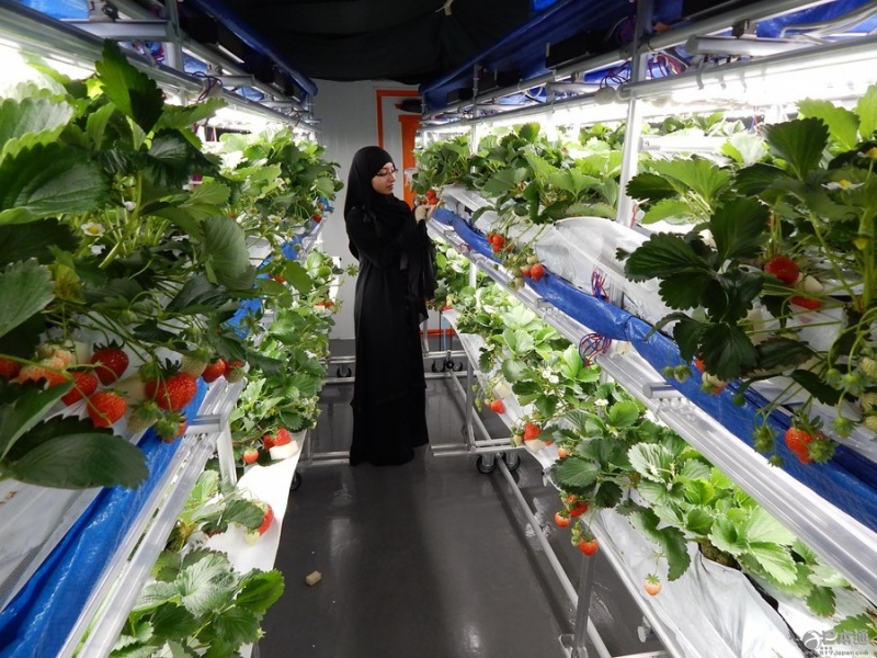 夏普新业务启动 将在迪拜种植日本草莓