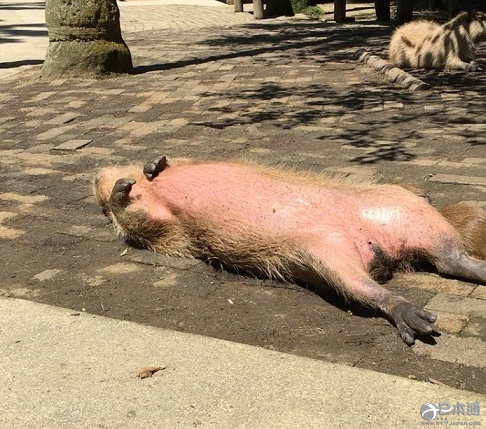 长崎生物公园水豚大叔成网红