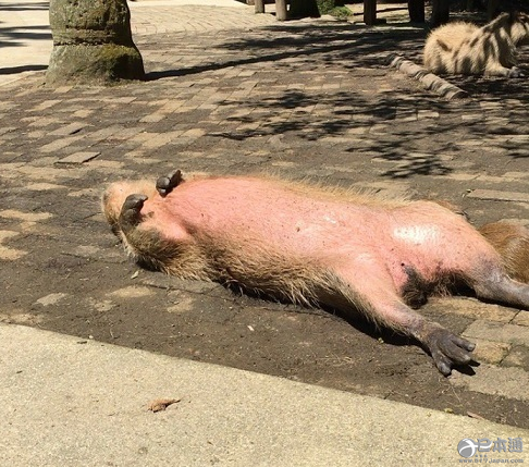 长崎生物公园“水豚大叔”成网红