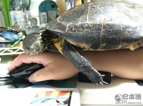 日本网红龟产卵 主人年年有口福