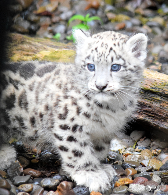 北海道旭山动物园新生小雪豹与公众见面