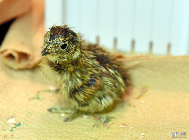 东京上野动物园宣布成功孵化4只小松鸡