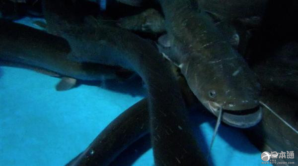 永旺将发售近畿大学研发出的“鳗鱼味鲶鱼” 永旺将发售近畿大学研发出的“鳗鱼味鲶鱼”