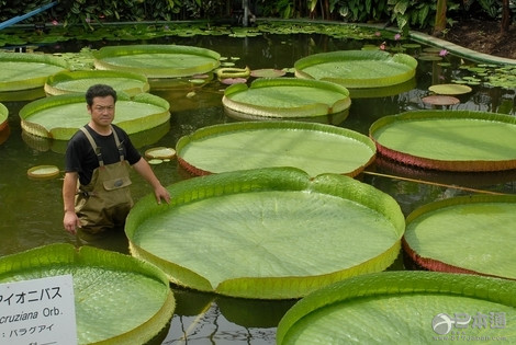 静冈县王莲巨叶直径达220厘米创日本新纪录
