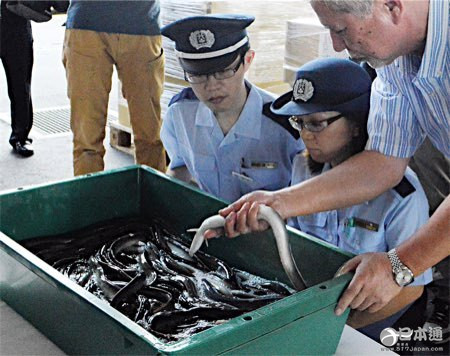 日本临近“土用丑日” 迎来鳗鱼进口高峰