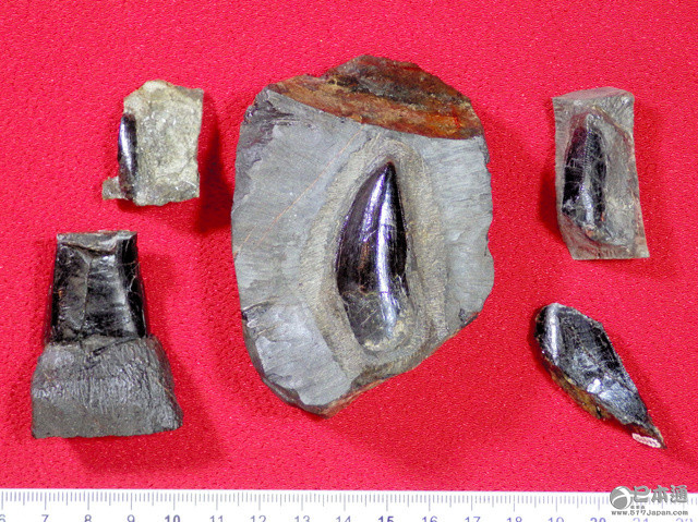长崎县发现白垩纪化石群 当时生态多样性得到证实