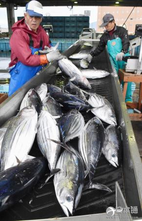 日本气仙沼渔港连续20年鲣鱼卸货量居首