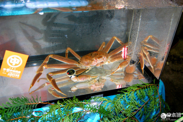 鸟取一只公楚蟹拍出130万日元历史最高价 鸟取一只公楚蟹拍出130万日元历史最高价