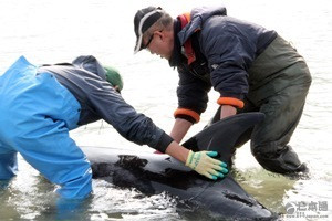白良滨海水浴场五只海豚搁浅 长崎县市职员合力救援