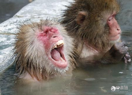 日本猕猴泡温泉送别猴年 消除一年疲劳