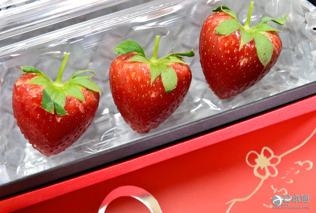 情人节将至 日本山口县柳井市推出心形草莓