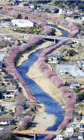 日本静冈县800株河津樱花提前一周开花