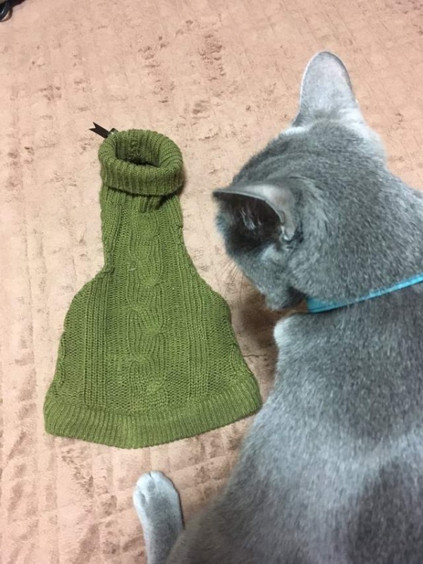 性感高领毛衣将魔爪伸向猫咪了