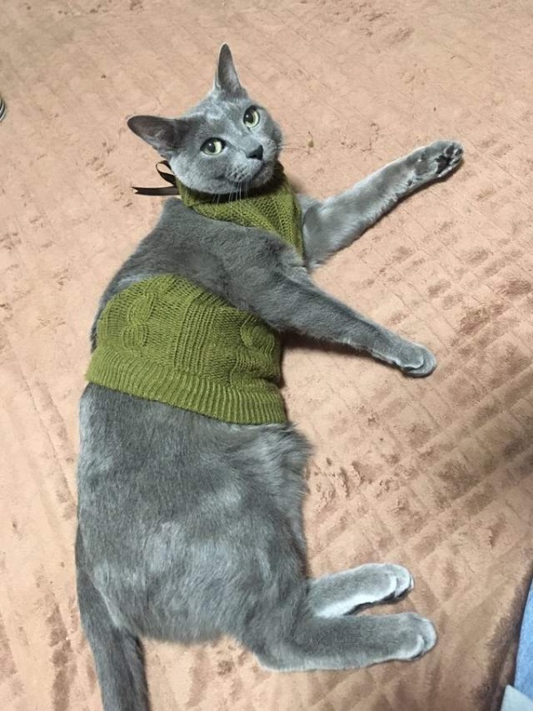 性感高领毛衣将魔爪伸向猫咪了
