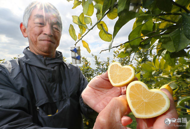 日本广岛县尾道市迎来心形柠檬收获高峰